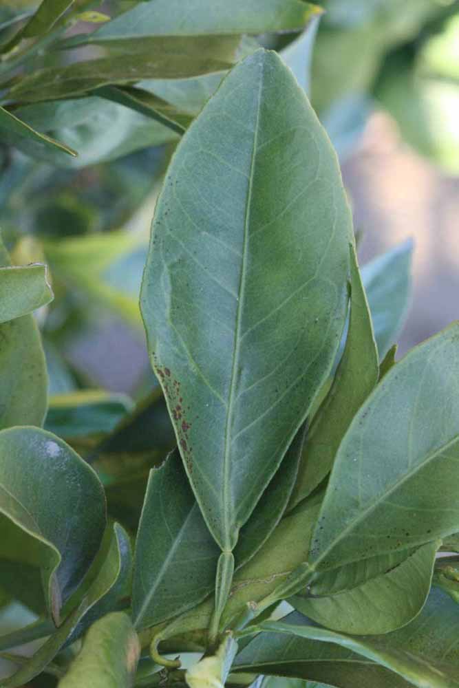              Unifoliolate leaf (Riverside, CA)       